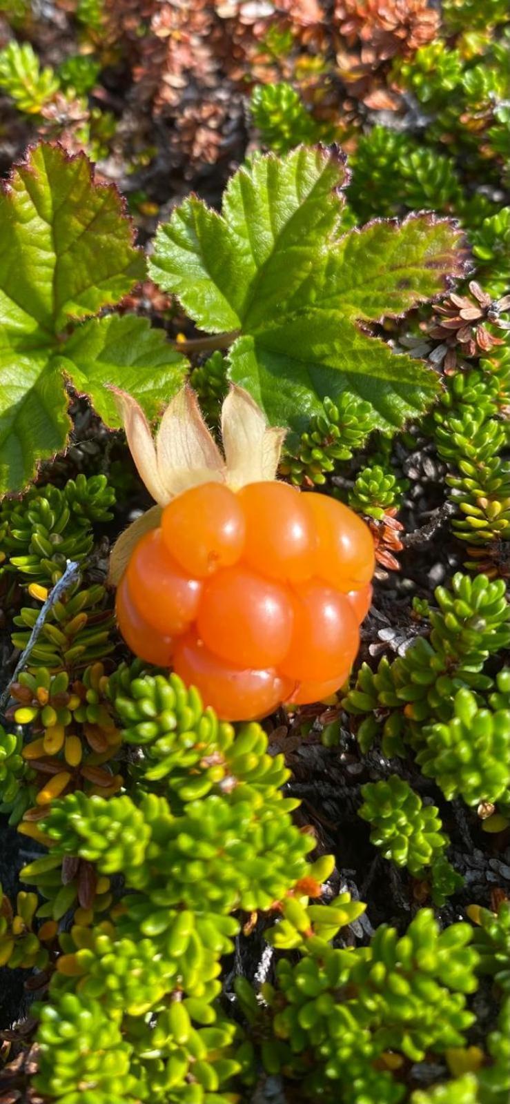 Overnatting Kjollefjord, Hybelleilighet Med Kjokkenkrok Og Eget Bad 외부 사진